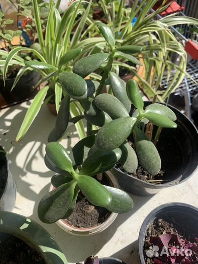 Растения для сада