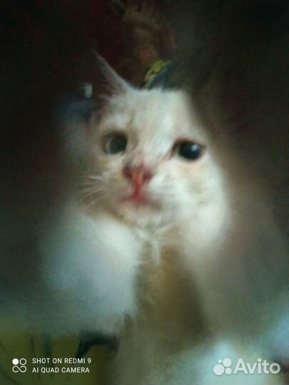 Рыжий котенок