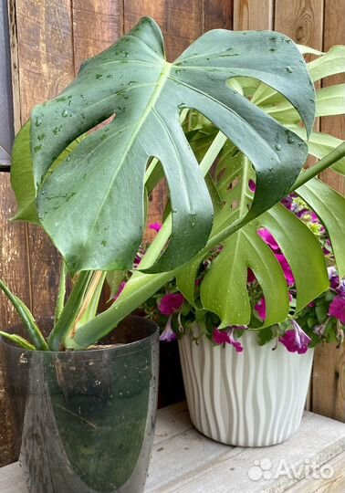 Монстера цветок (крупный)