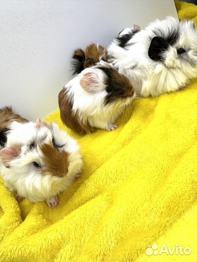 Морские свинки малыши