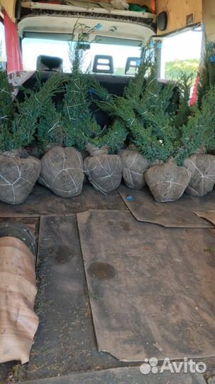 Можжевельник грей оул