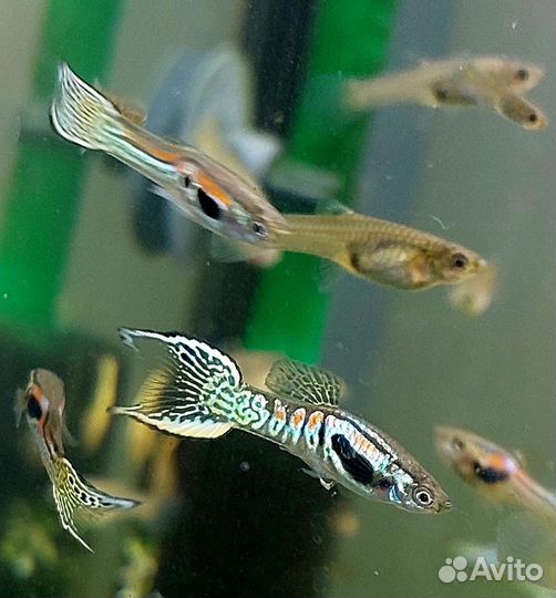 Гуппи Эндлера Кобра, Коридорас Пигмей