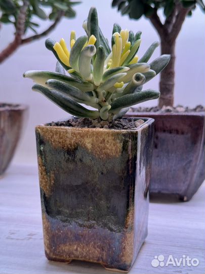 Крассула Леголас