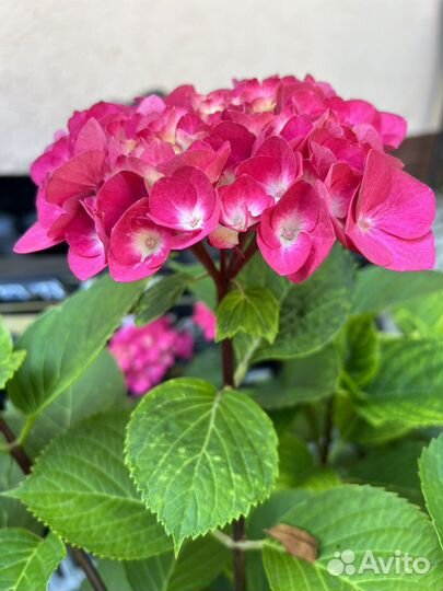 Гортензия крупнолистная