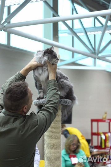 Кот Мейн Куна