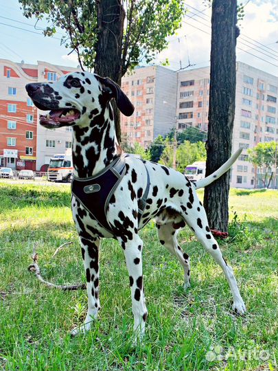 Далматин вязка