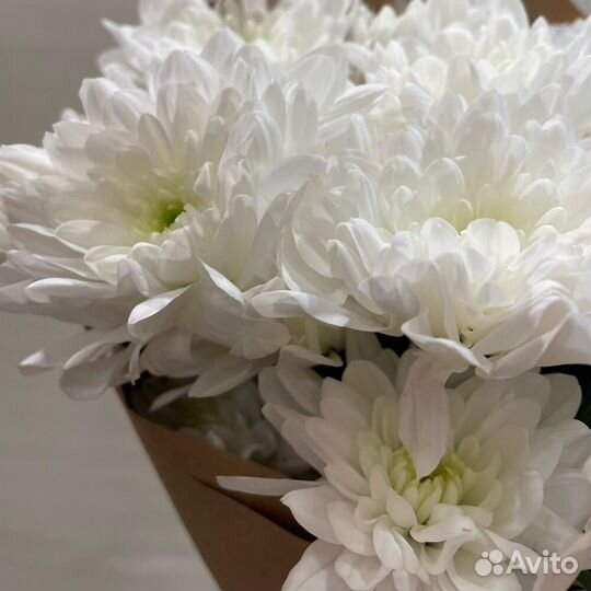 Букет хризантем / букет комплимент / Доставка цвет