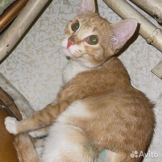 Рыжие мышеловки