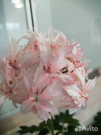 Пеларгония Ричард Хедсон