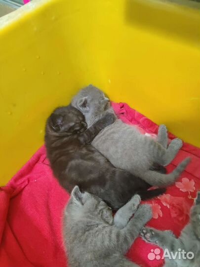 Шотландские котята