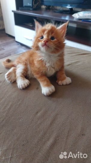 Котята мейн-кун полидакт