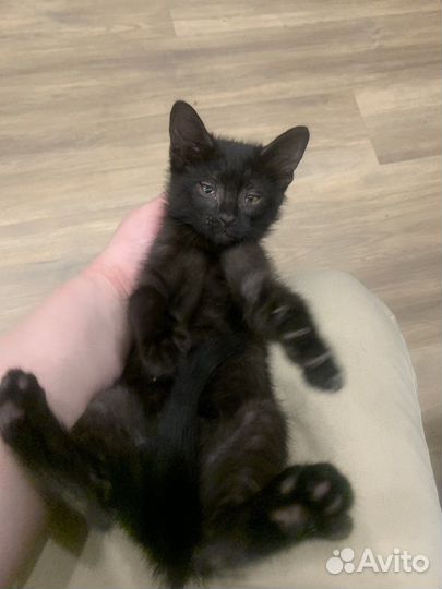 Котята в добрые руки бесплатно