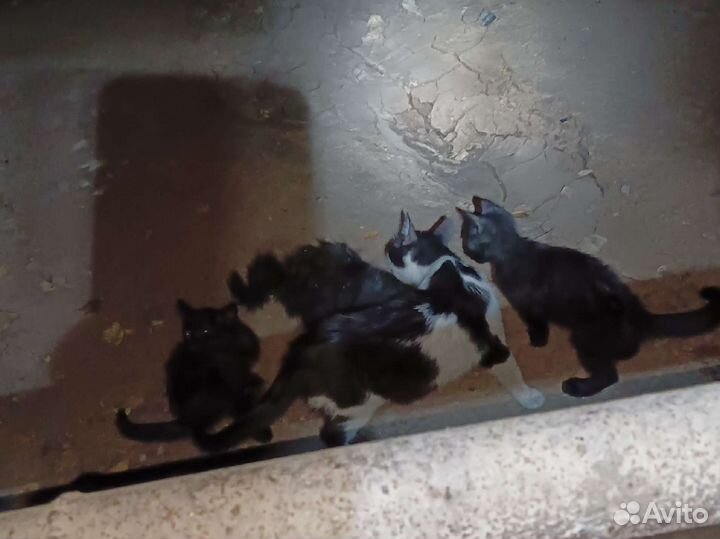 Котосемья из подвала в поисках дома