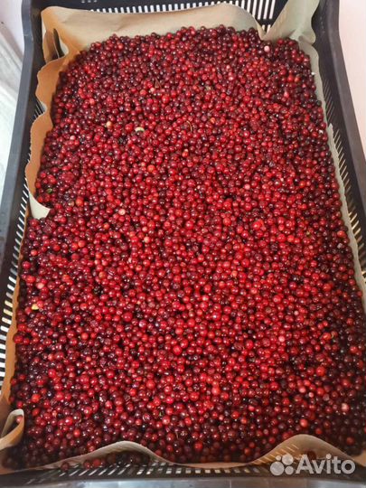 Брусника свежая Нижнеудинск