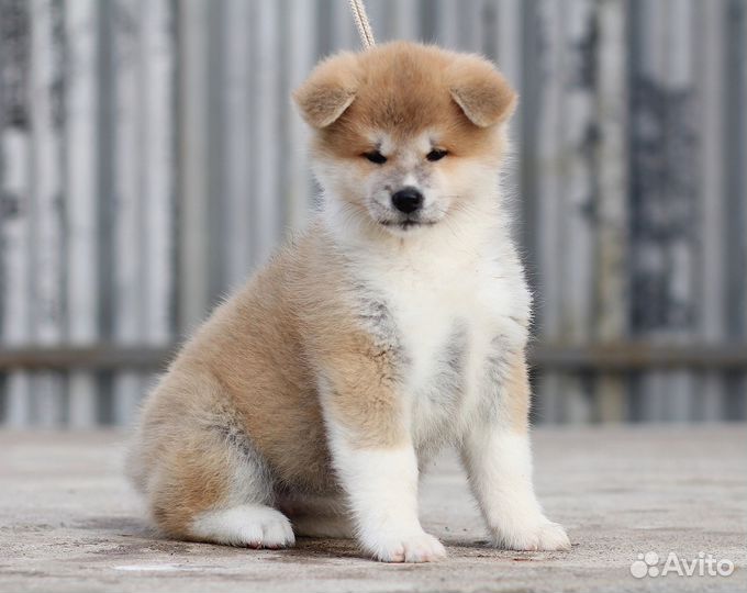 Щенки Акита и Сиба-Ину