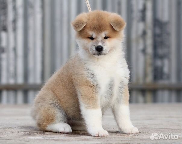 Щенки Акита и Сиба-Ину