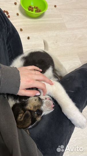 Щенок в добрые руки