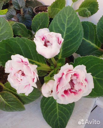 Продам глоксинии