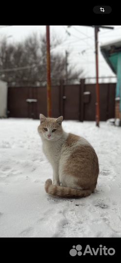 Кот