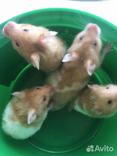Сирийские хомячки малыши