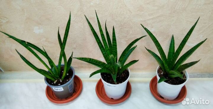 Сансевиерия