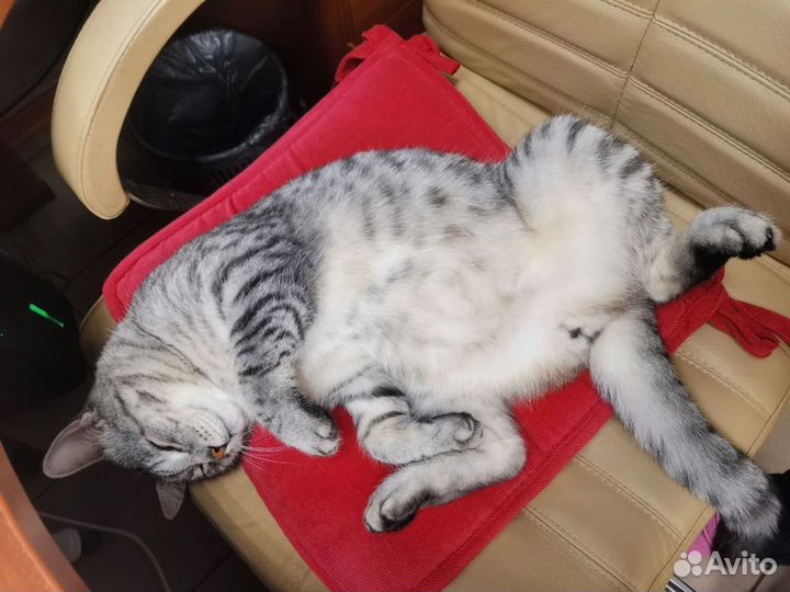Кошка в дар бесплатно