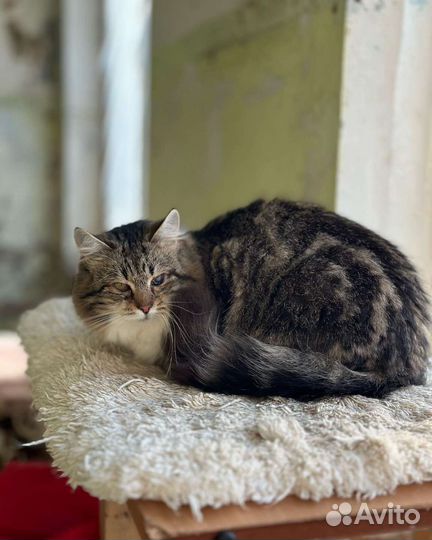 Отдам в добрые руки