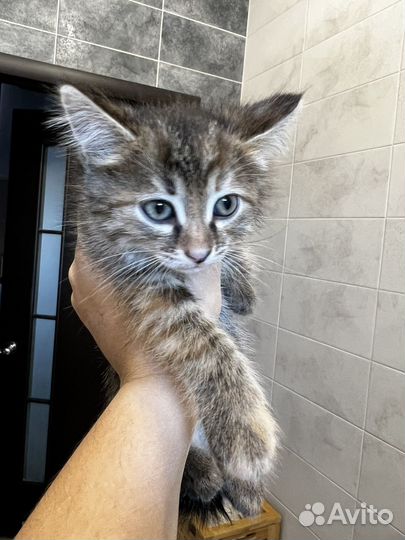 Кошка в дар бесплатно