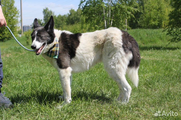 Пес ищет хозяина