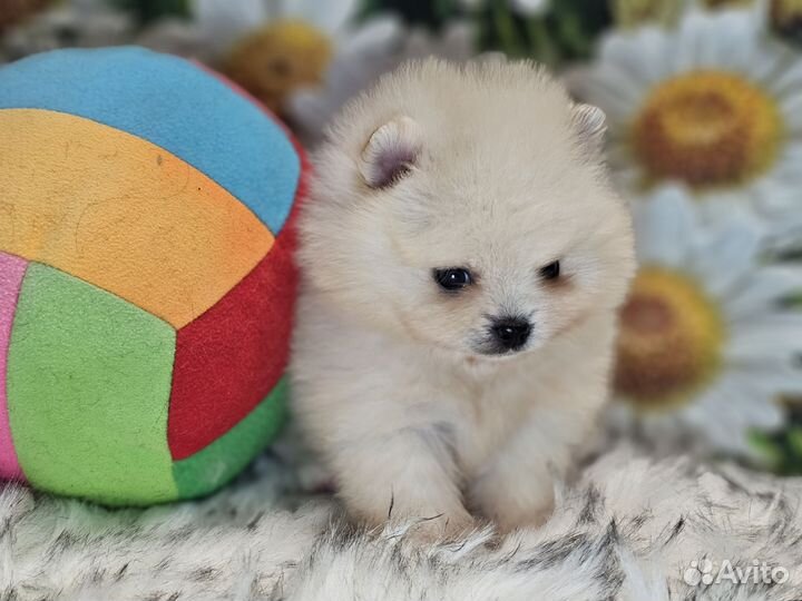 Микродевочка шпиц