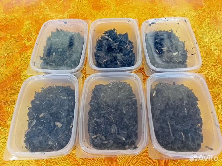 Червь навозный