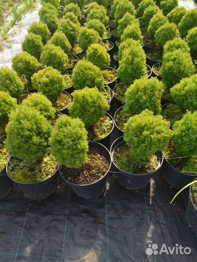 Можжевельник