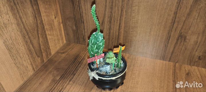 Композиции из кактусов и суккулентов. Мини сад