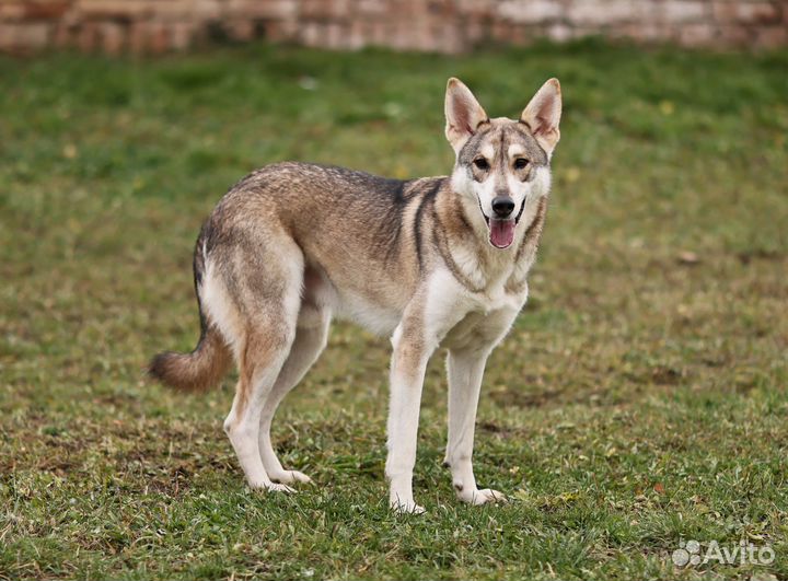 Метис лайки в дар в добрые руки