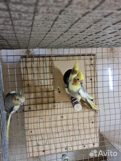 Попугай карелла