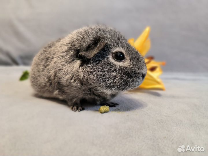 Передержка (зоо -отель) для морских свинок