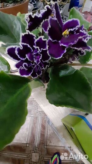 Лист Фиалки