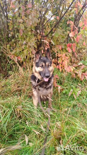 Вязка кобель