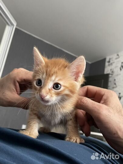 Самые красивые котята