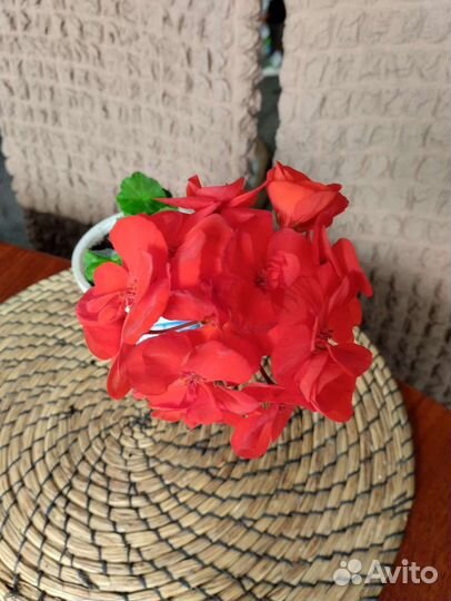 Герань пеларгония красная