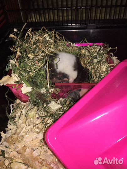 Сирийские хомяки