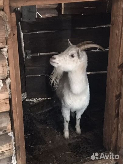 Коза дойная