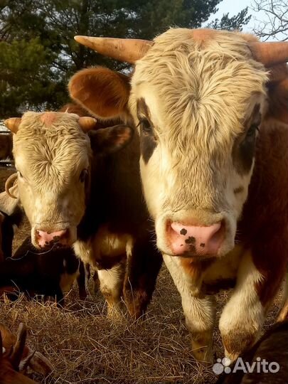 Быки на мясо