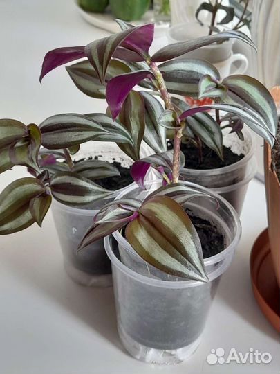 Традесканция зебрина