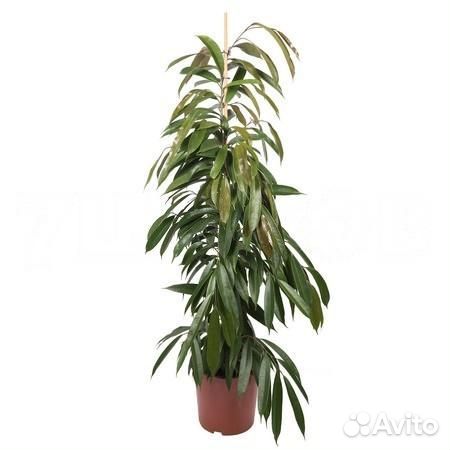 Растения для офиса