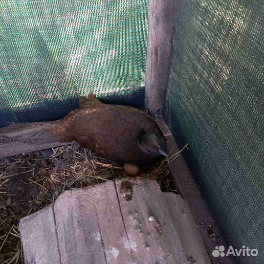 Бойцовые петухи и куры разных пород. Фазаны.Утки