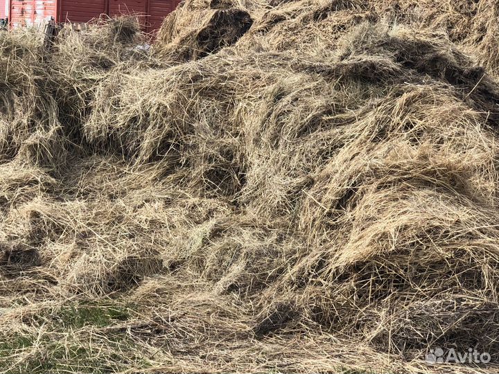Продам сено
