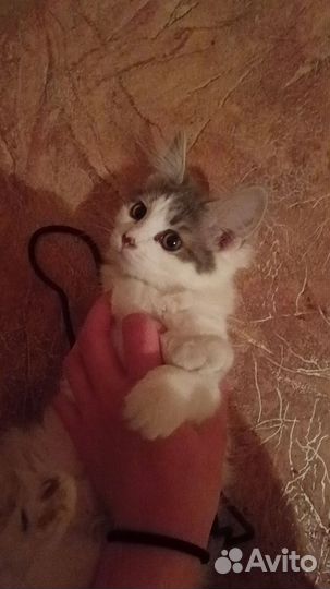 Котята ищут дом и заботливых хозяев