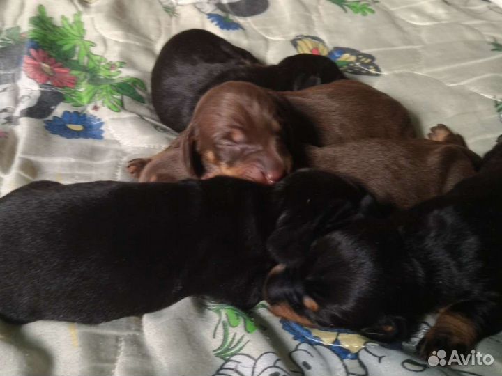 Щенки таксы