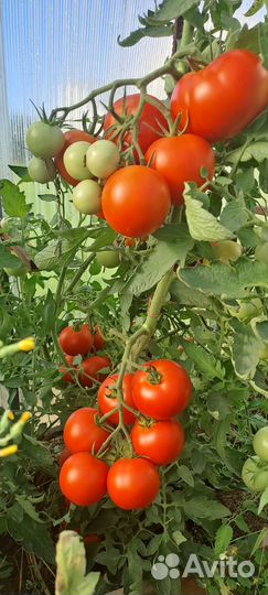 Помидоры